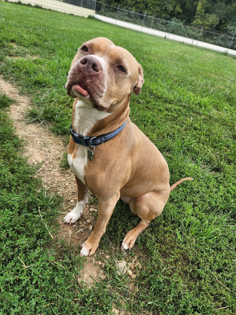 Loca, a Adoptable mixed breed in Hawk Point, MO image 3/6