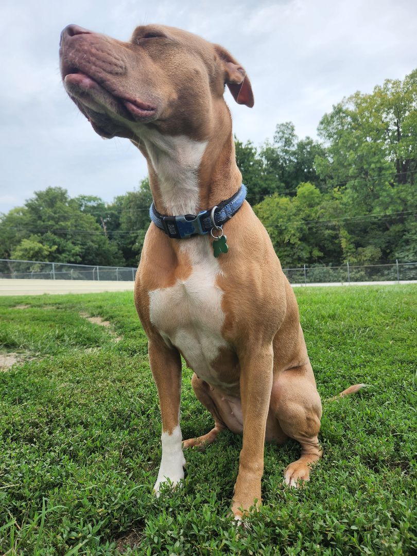 Loca, a Adoptable mixed breed in Hawk Point, MO image 4/6