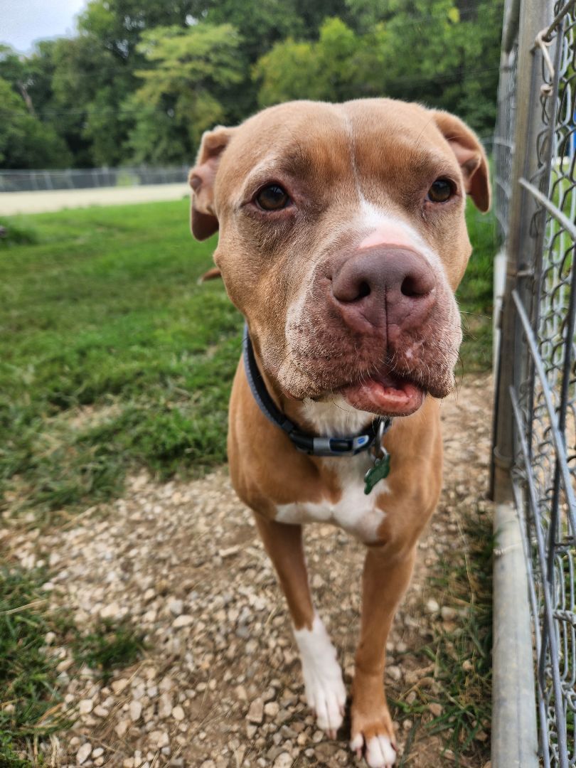 Loca, a Adoptable mixed breed in Hawk Point, MO image 6/6