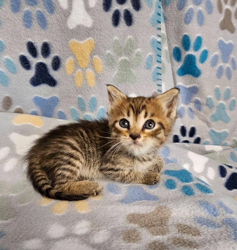 Sarah, Adoptable, Kitten Female Domestic Short Hair.