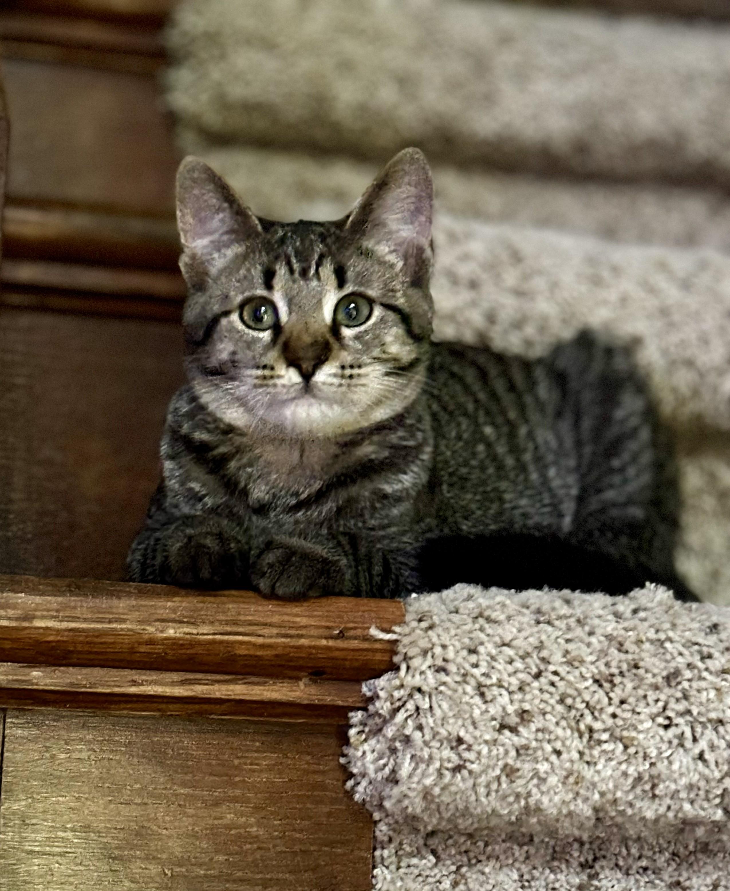 Carly, a ADOPTABLE Tabby in Bentonville, AR image 1/3