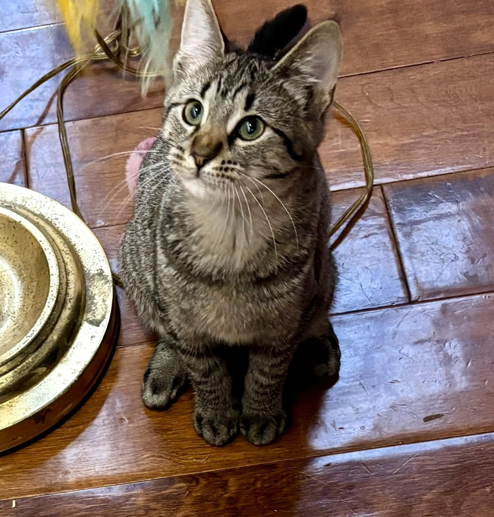 Carly, a ADOPTABLE Tabby in Bentonville, AR image 2/3