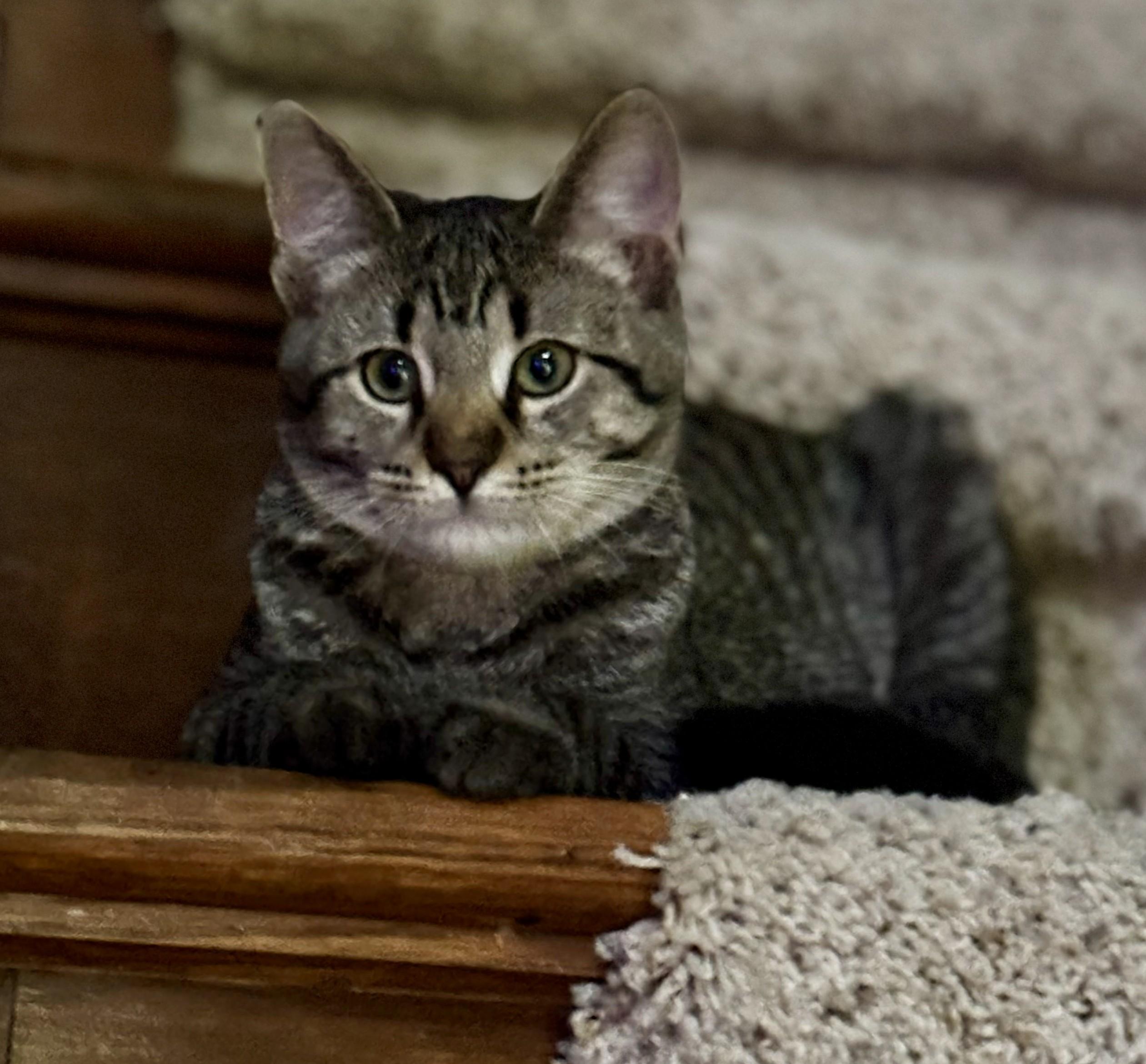 Carly, a ADOPTABLE Tabby in Bentonville, AR image 3/3