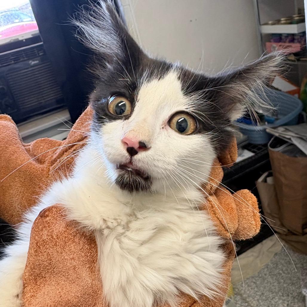 Enlarge Lime, a Adoptable Domestic Medium Hair in Taos, NM image 2/2