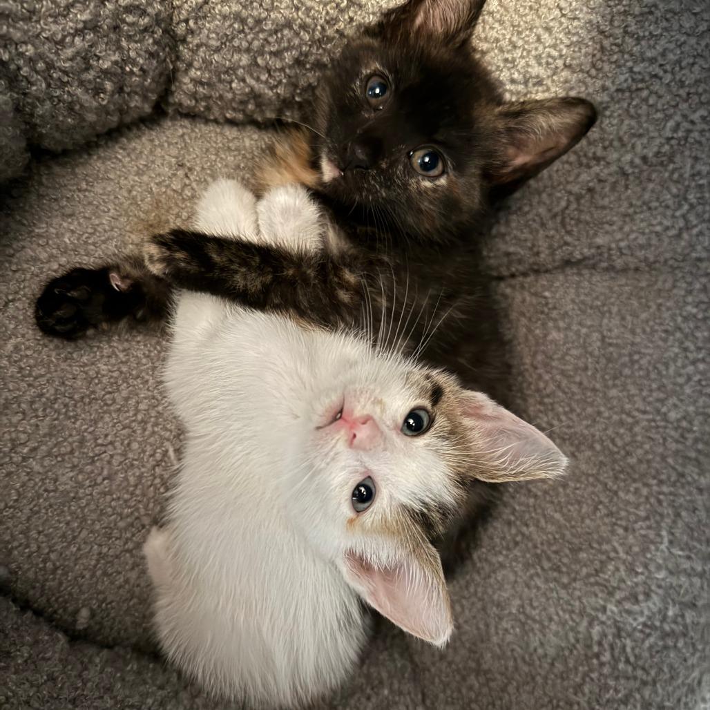 Enlarge Coral, a Adoptable Domestic Short Hair in Jupiter, FL image 2/6