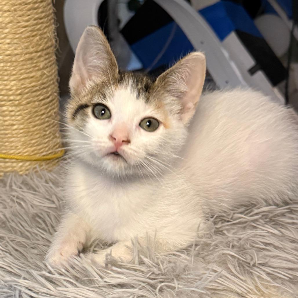 Enlarge Coral, a Adoptable Domestic Short Hair in Jupiter, FL image 3/6
