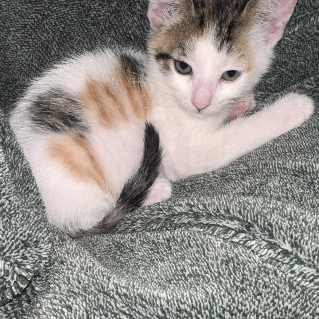 Enlarge Coral, a Adoptable Domestic Short Hair in Jupiter, FL image 4/6
