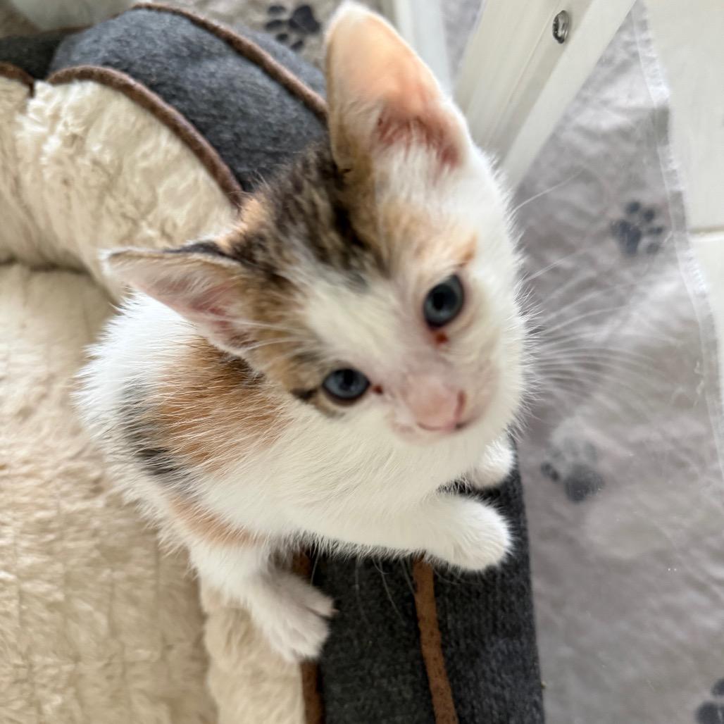 Enlarge Coral, a Adoptable Domestic Short Hair in Jupiter, FL image 5/6