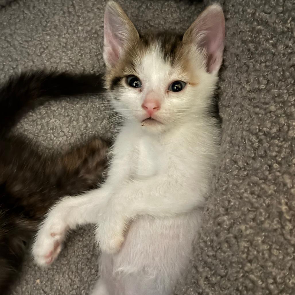 Enlarge Coral, a Adoptable Domestic Short Hair in Jupiter, FL image 6/6