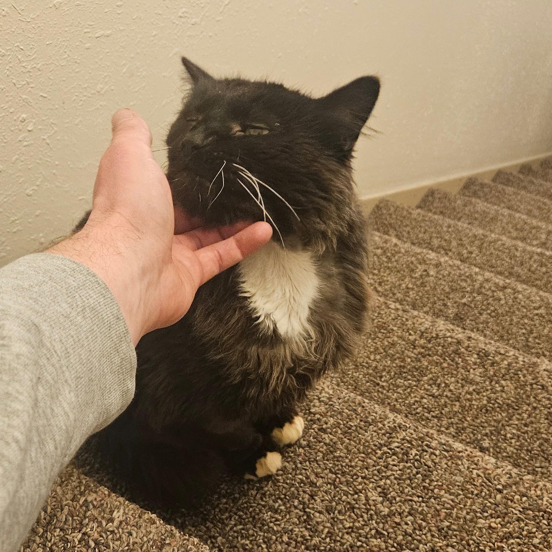 Enlarge Thistle, a ADOPTABLE Domestic Long Hair in Portland, OR image 2/4