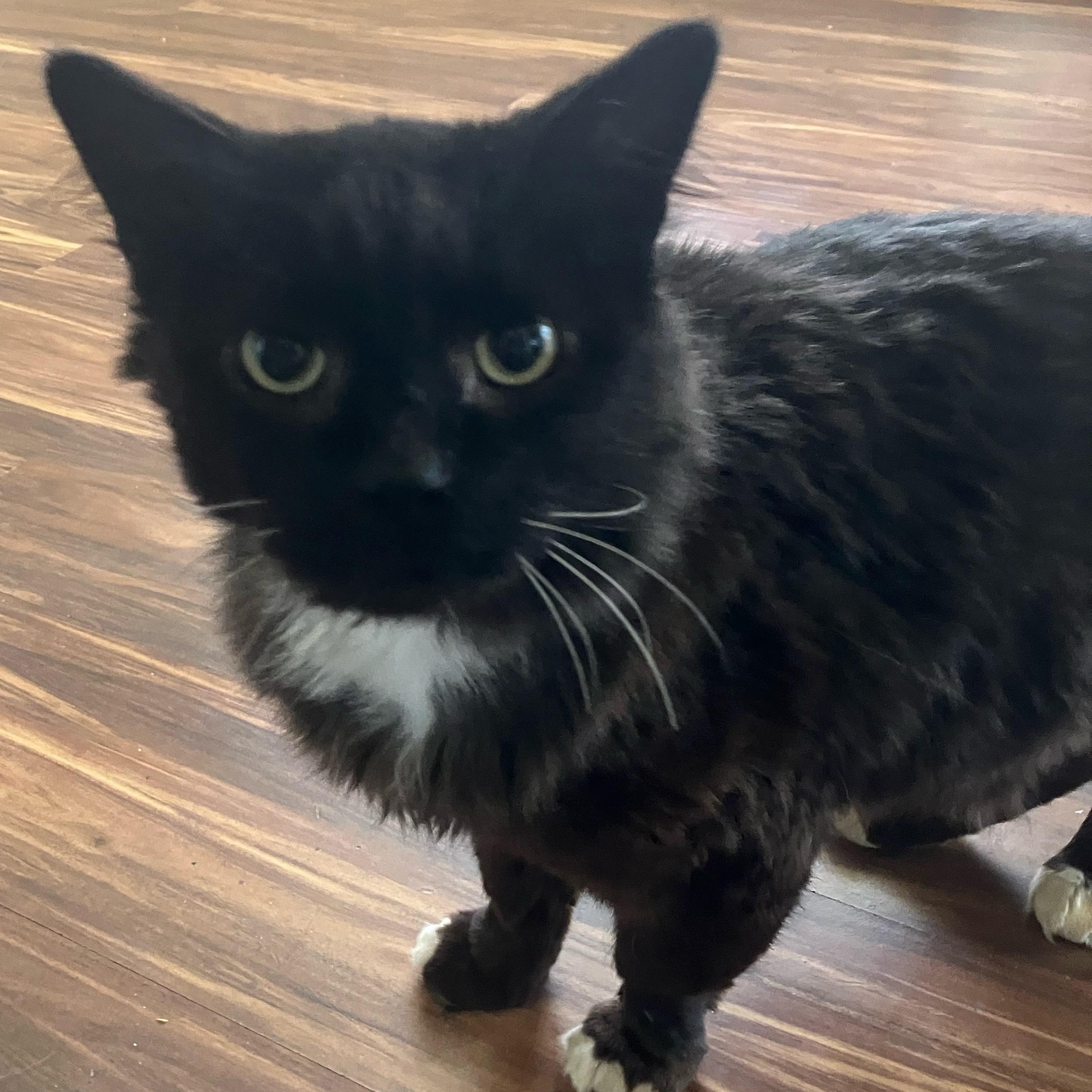 Thistle, ADOPTABLE, Adult Male Domestic Long Hair.