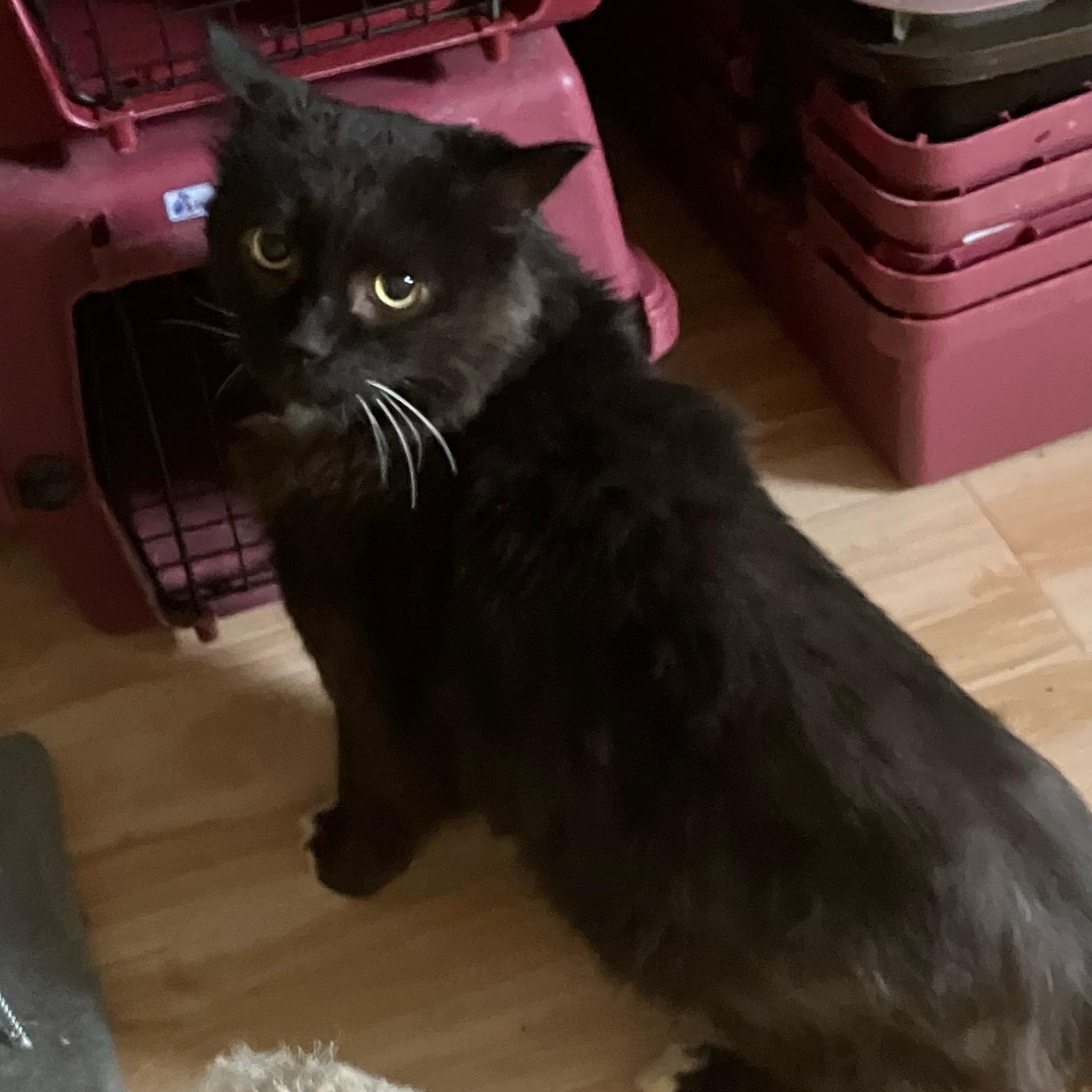 Enlarge Thistle, a ADOPTABLE Domestic Long Hair in Portland, OR image 3/4