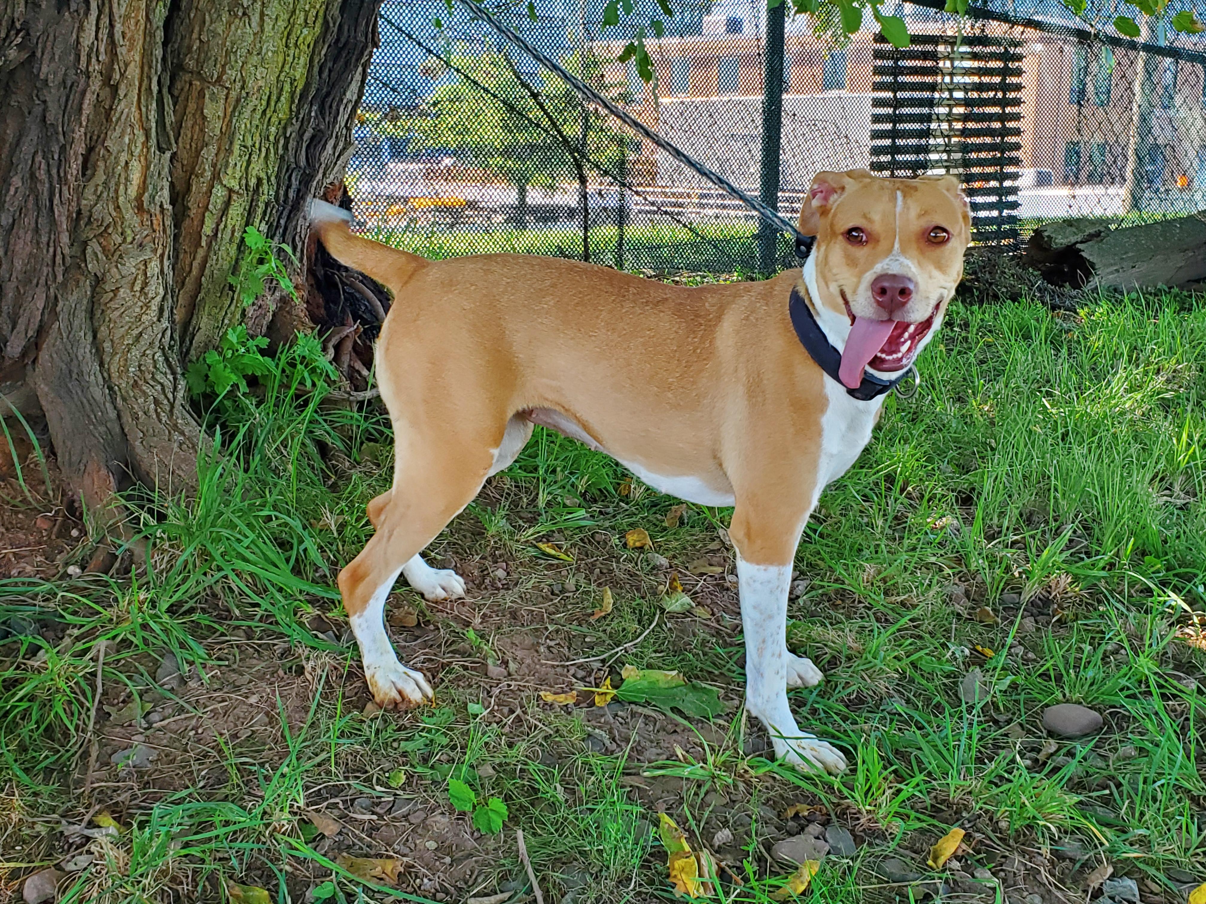 Marquise, Adoptable, Young Female Pit Bull Terrier.