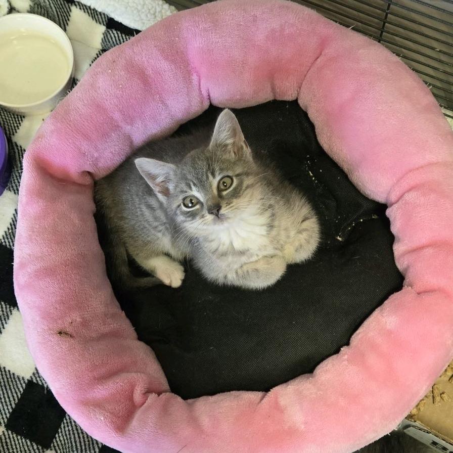 Gucky, Adoptable, Kitten Male Domestic Short Hair.