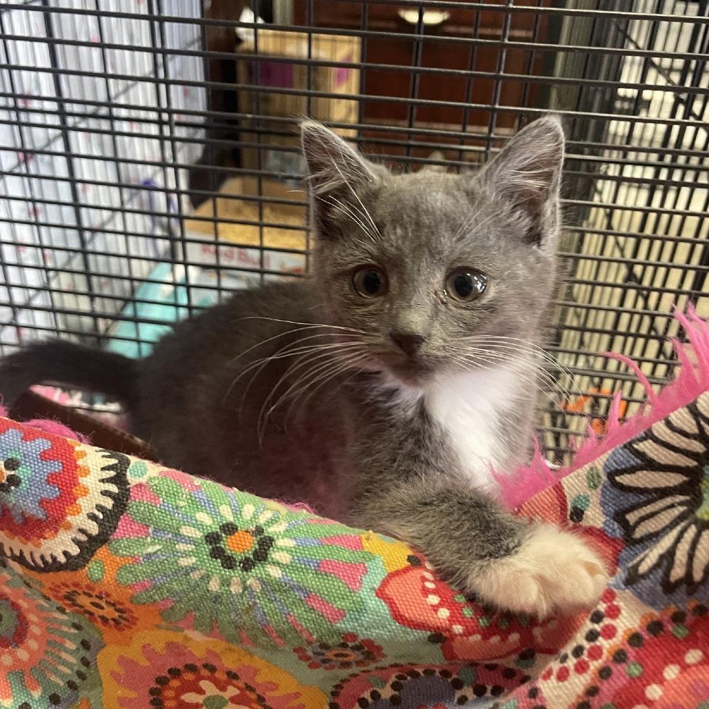 Enlarge Gucky, a Adoptable Domestic Short Hair in Branson, MO image 1/2