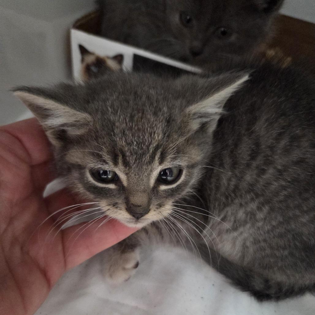 Enlarge Gucky, a Adoptable Domestic Short Hair in Branson, MO image 2/2