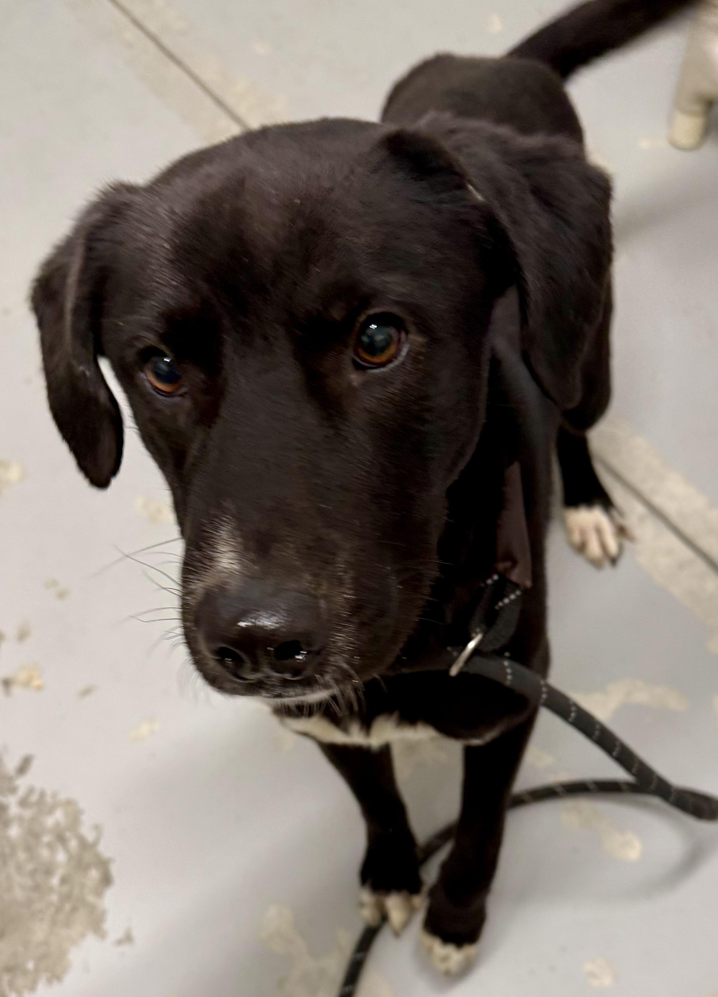 Enlarge LB, a ADOPTABLE mixed breed in Lancaster, SC image 1/6