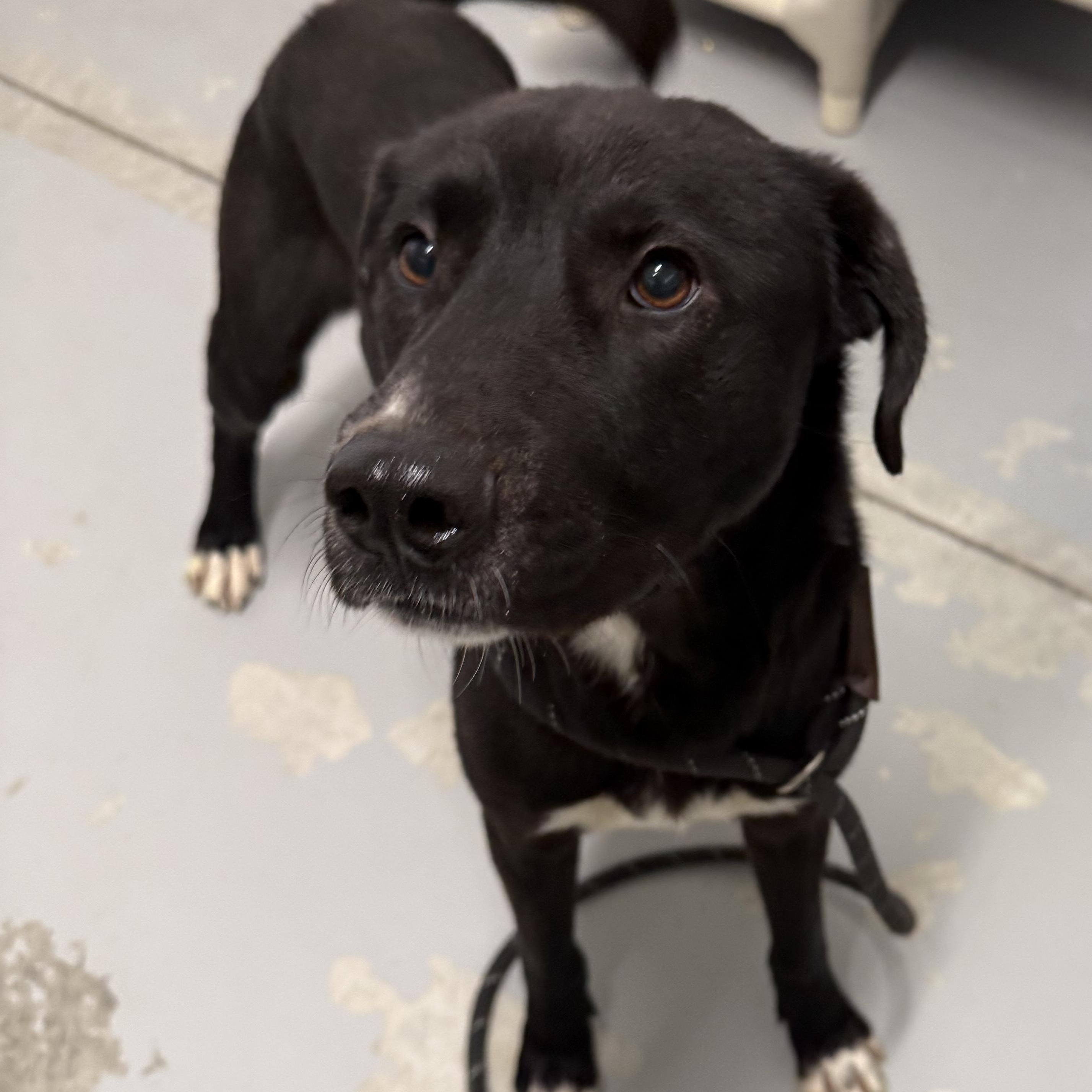 LB, ADOPTABLE, Adult Male Labrador Retriever.