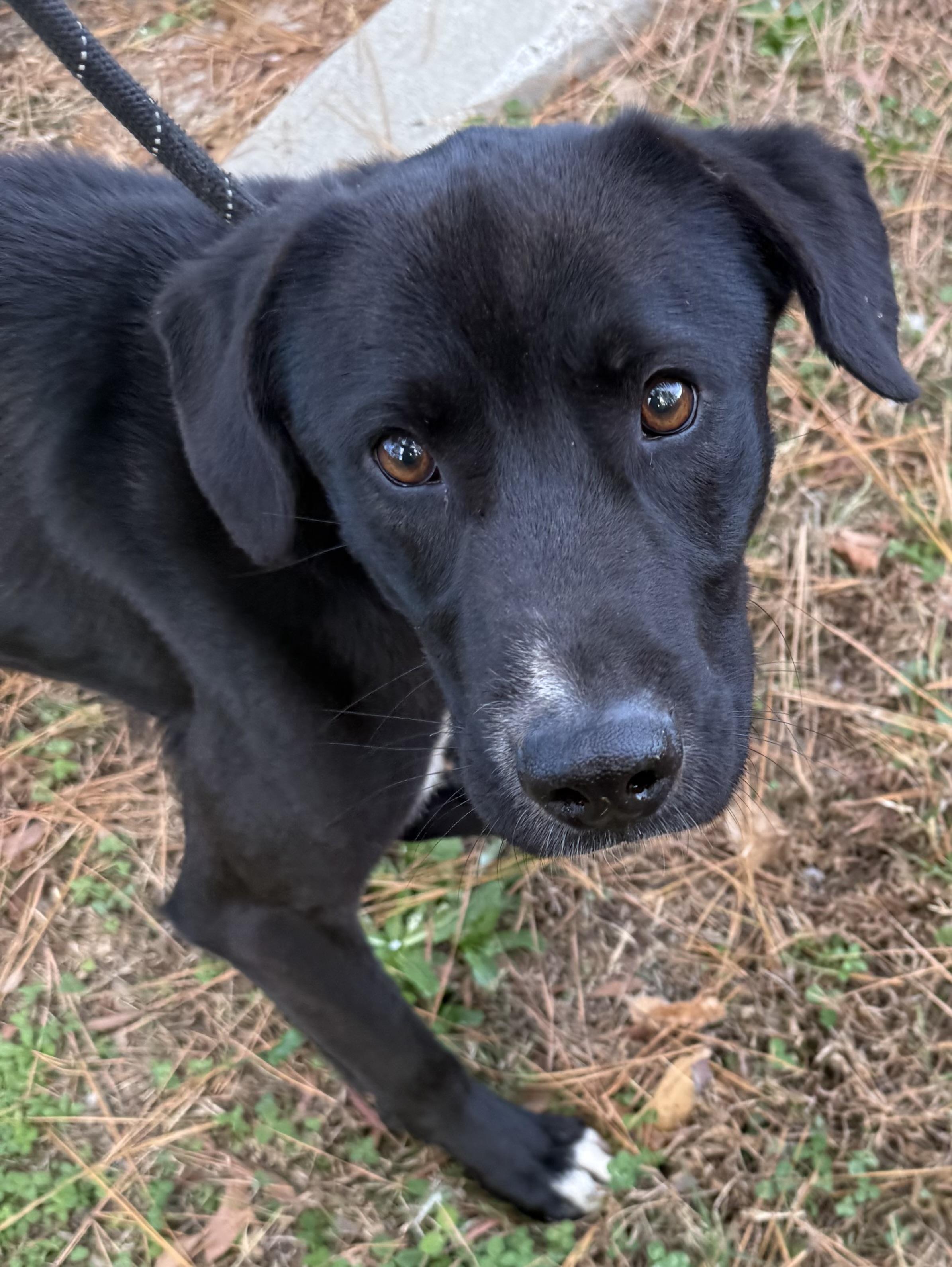 LB, ADOPTABLE, Adult Male Labrador Retriever.