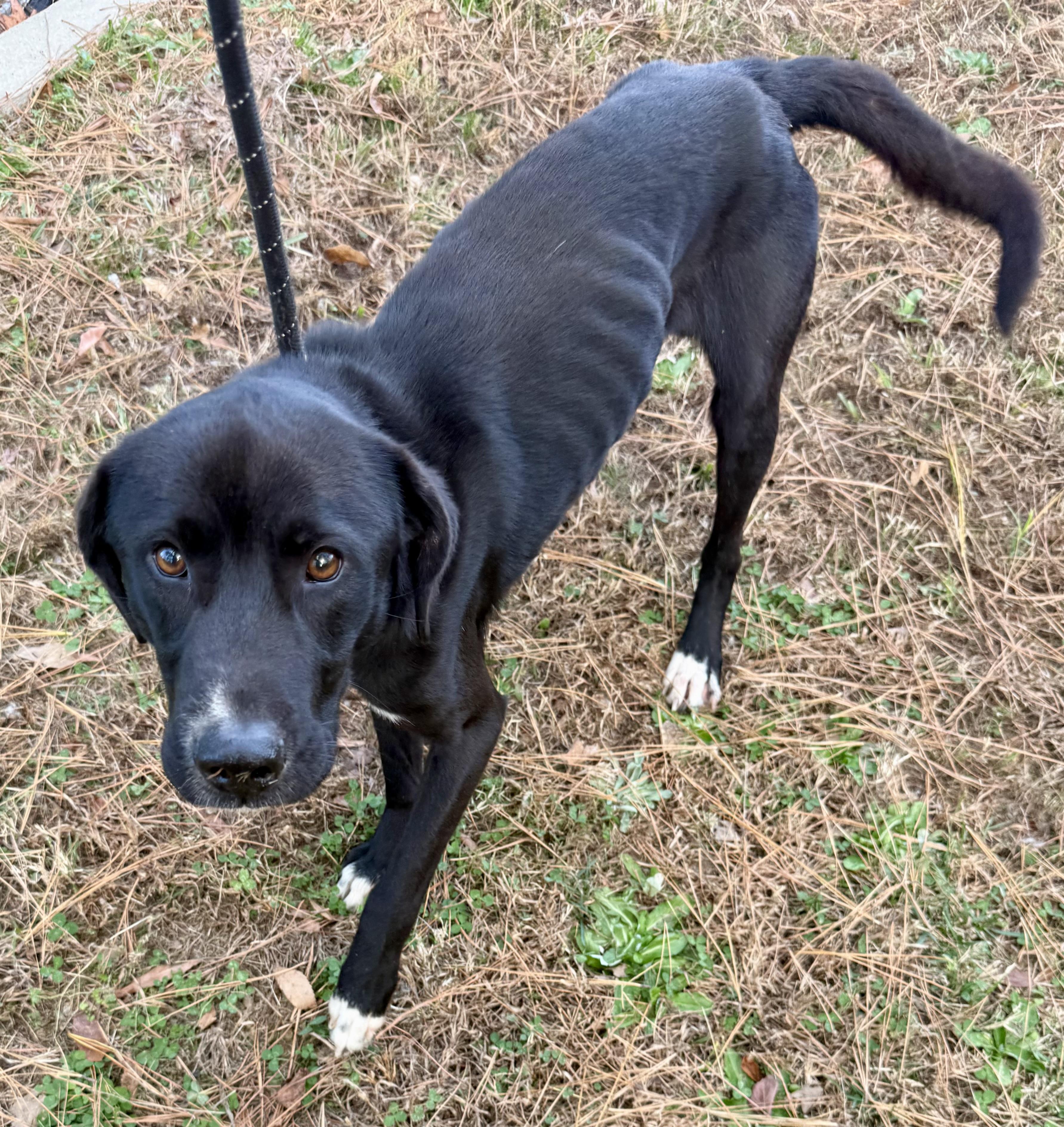 Enlarge LB, a ADOPTABLE mixed breed in Lancaster, SC image 2/2