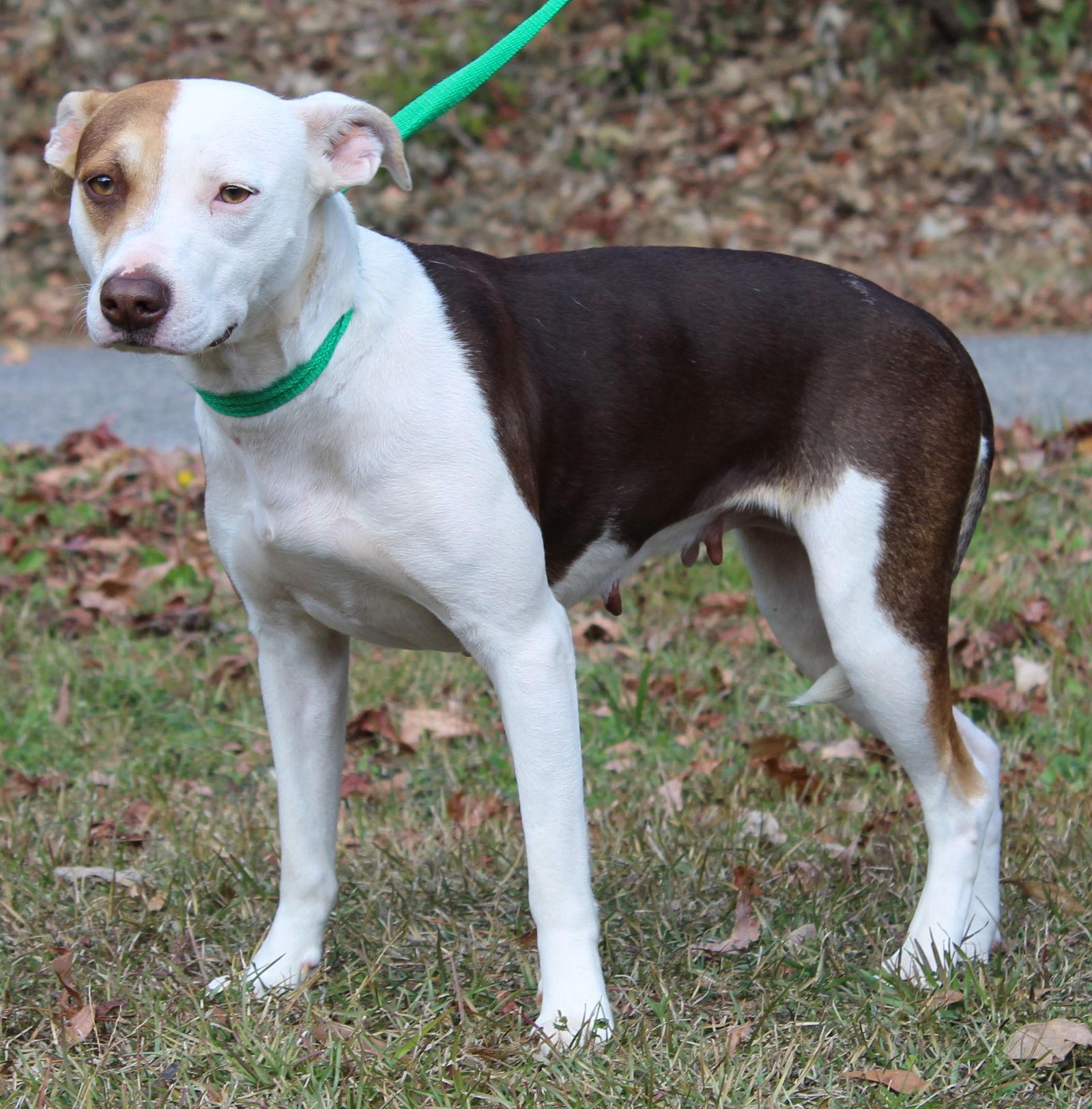 Daisy 42804, Adoptable, Adult Female Terrier & Husky.