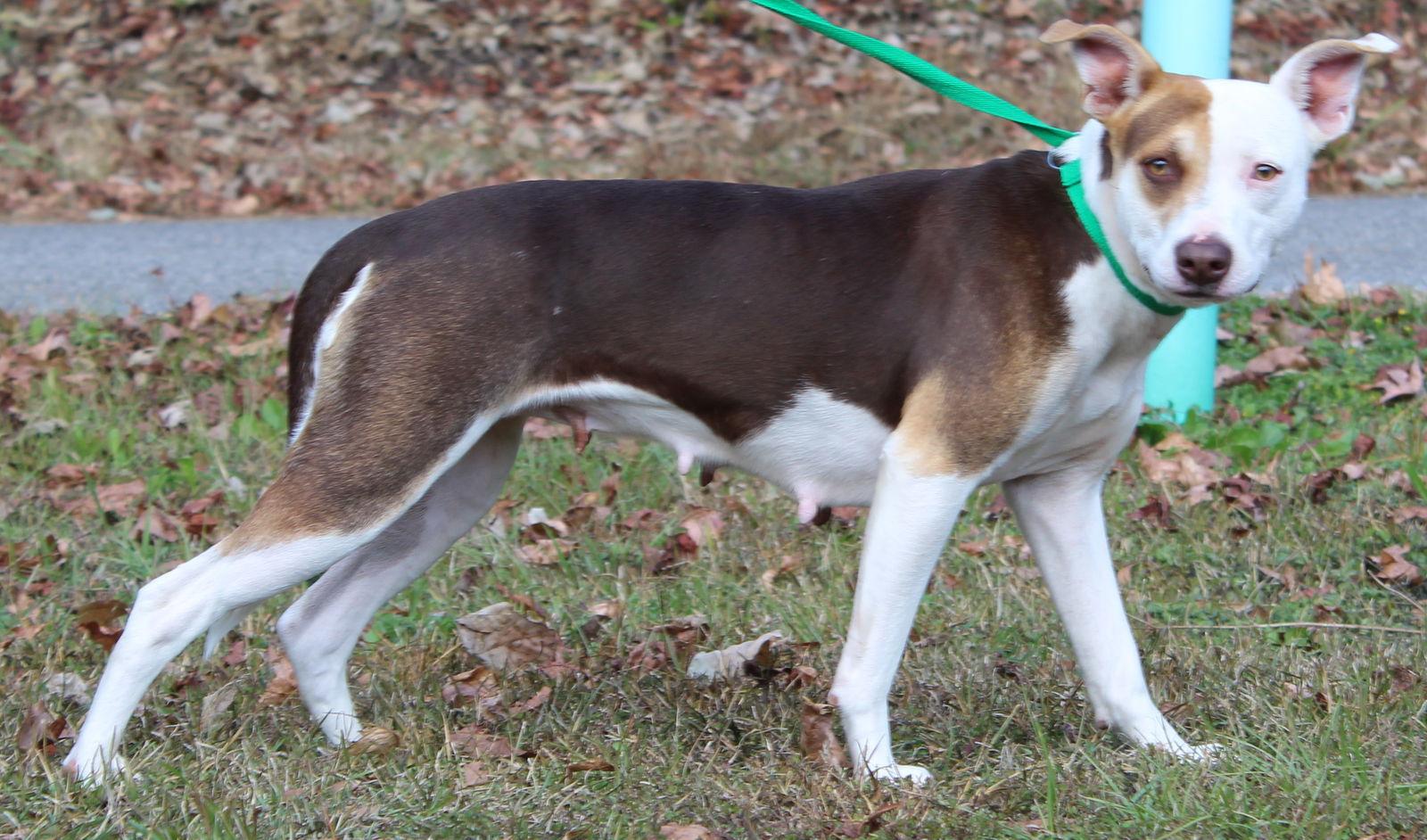 Daisy 42804, a Adoptable mixed breed in Prattville, AL image 2/3