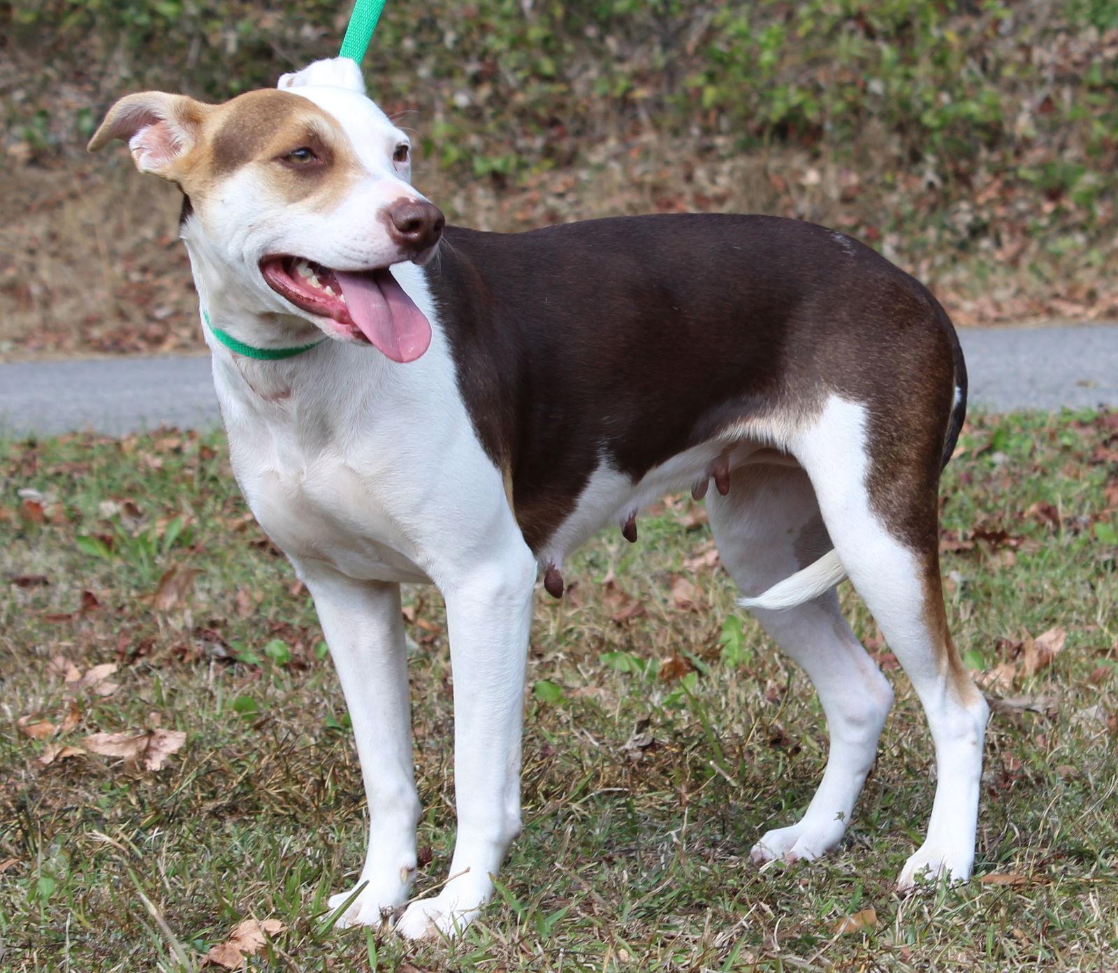Daisy 42804, a Adoptable mixed breed in Prattville, AL image 3/3