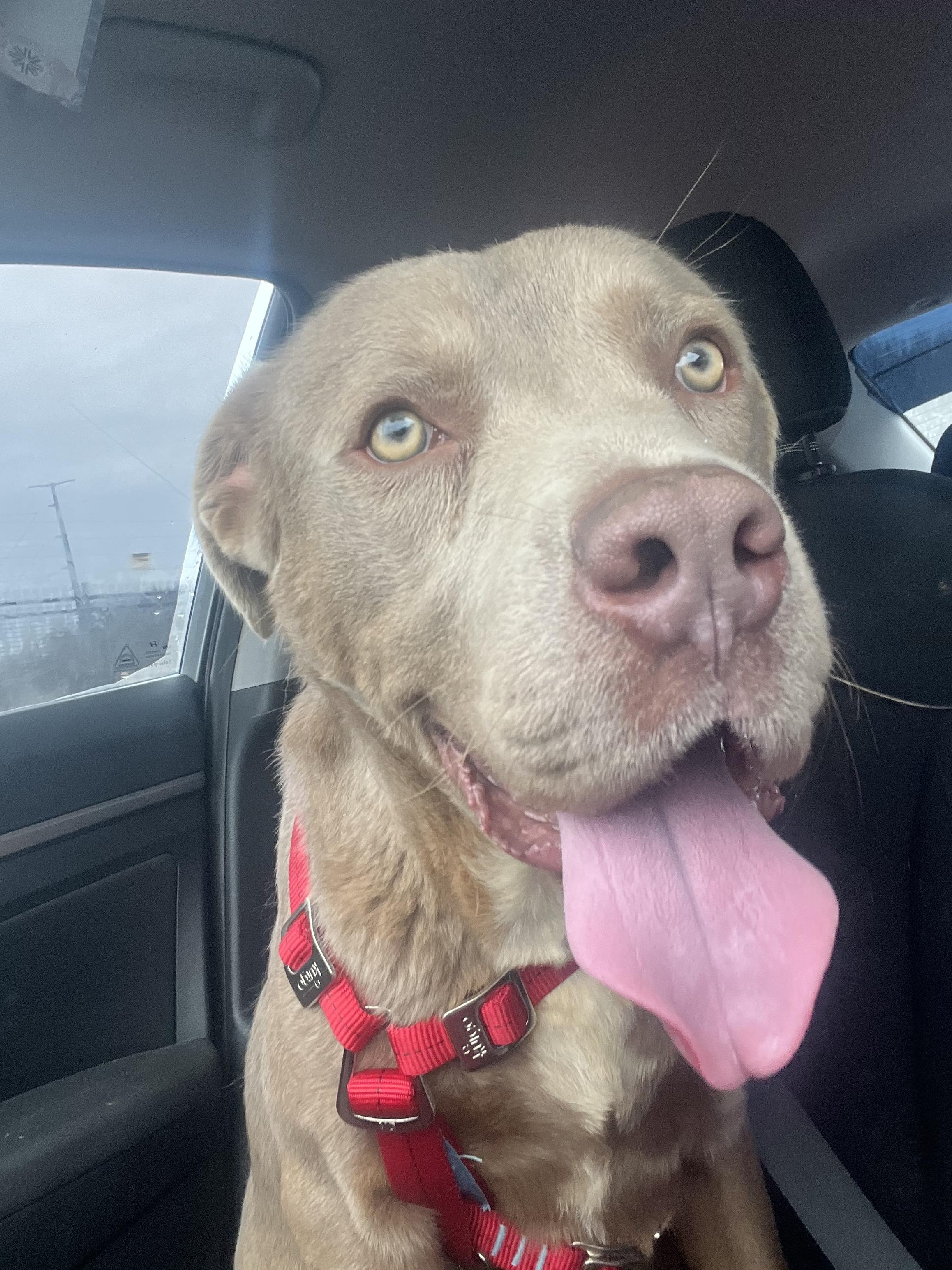 Blaze , a ADOPTABLE Mixed Breed in Columbus, OH image 3/3