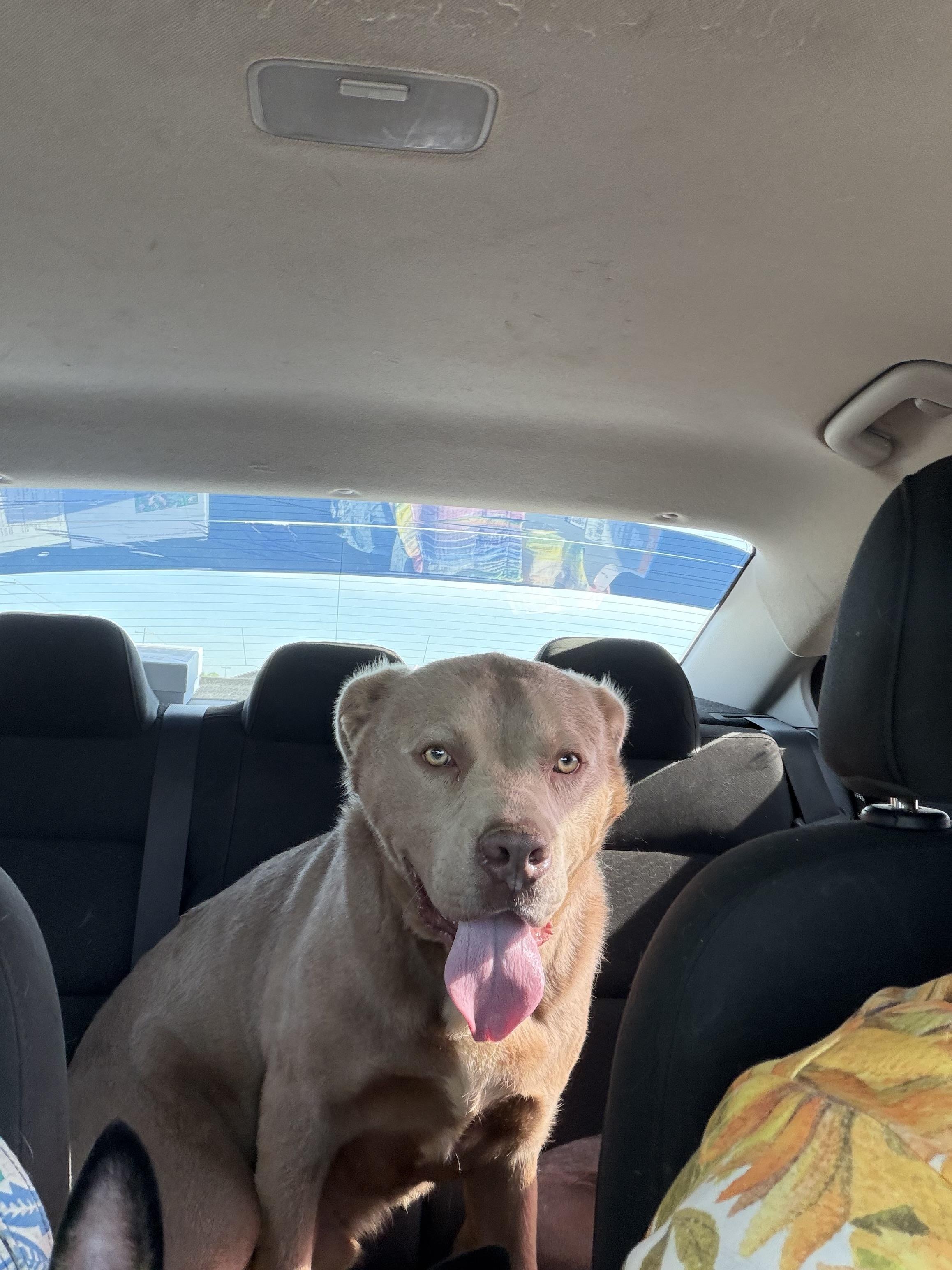 Blaze , ADOPTABLE, Adult Male Mixed Breed.