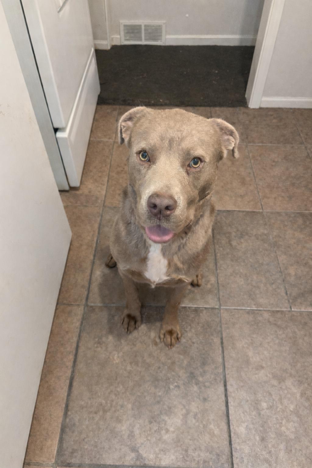 Blaze , a ADOPTABLE Mixed Breed in Columbus, OH image 2/3