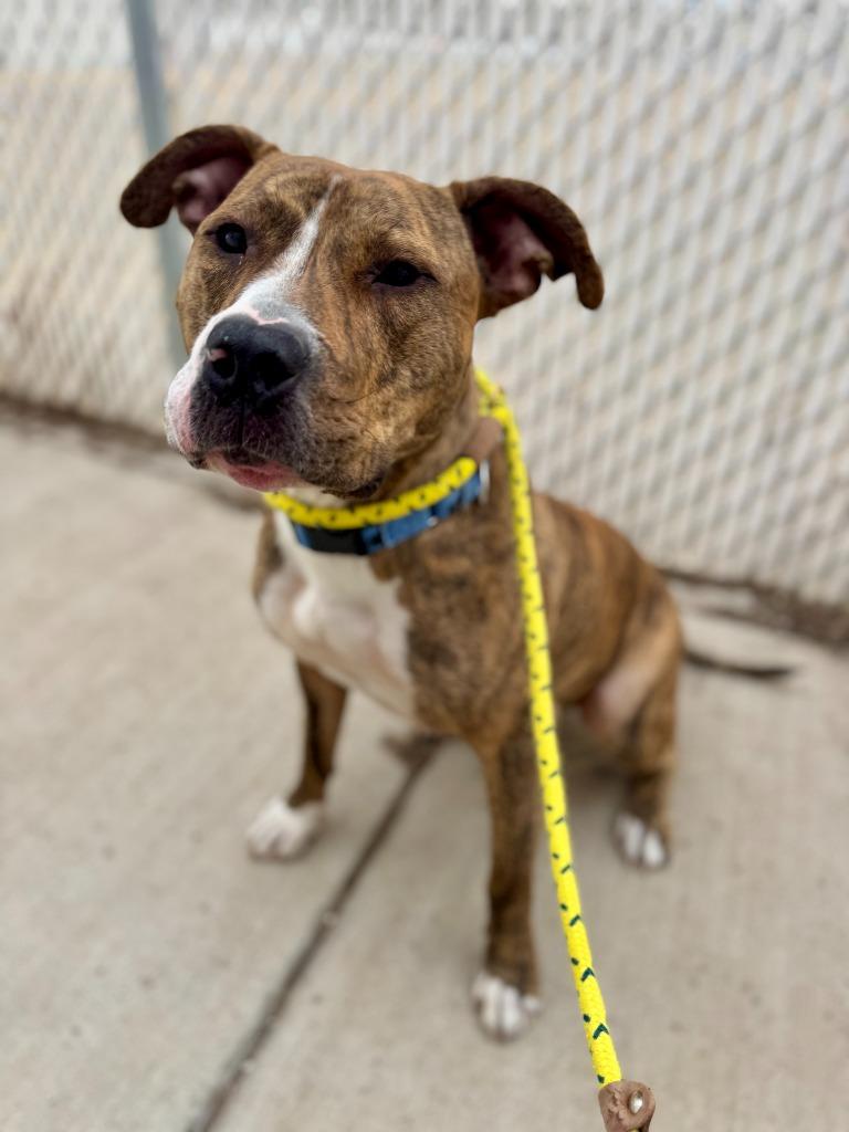 Enlarge Slider, a Adoptable Pit Bull Terrier in Gillette, WY image 3/3