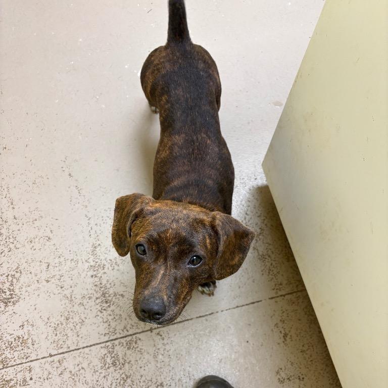 Junebug, Adoptable, Young Female Dachshund & Mixed Breed.