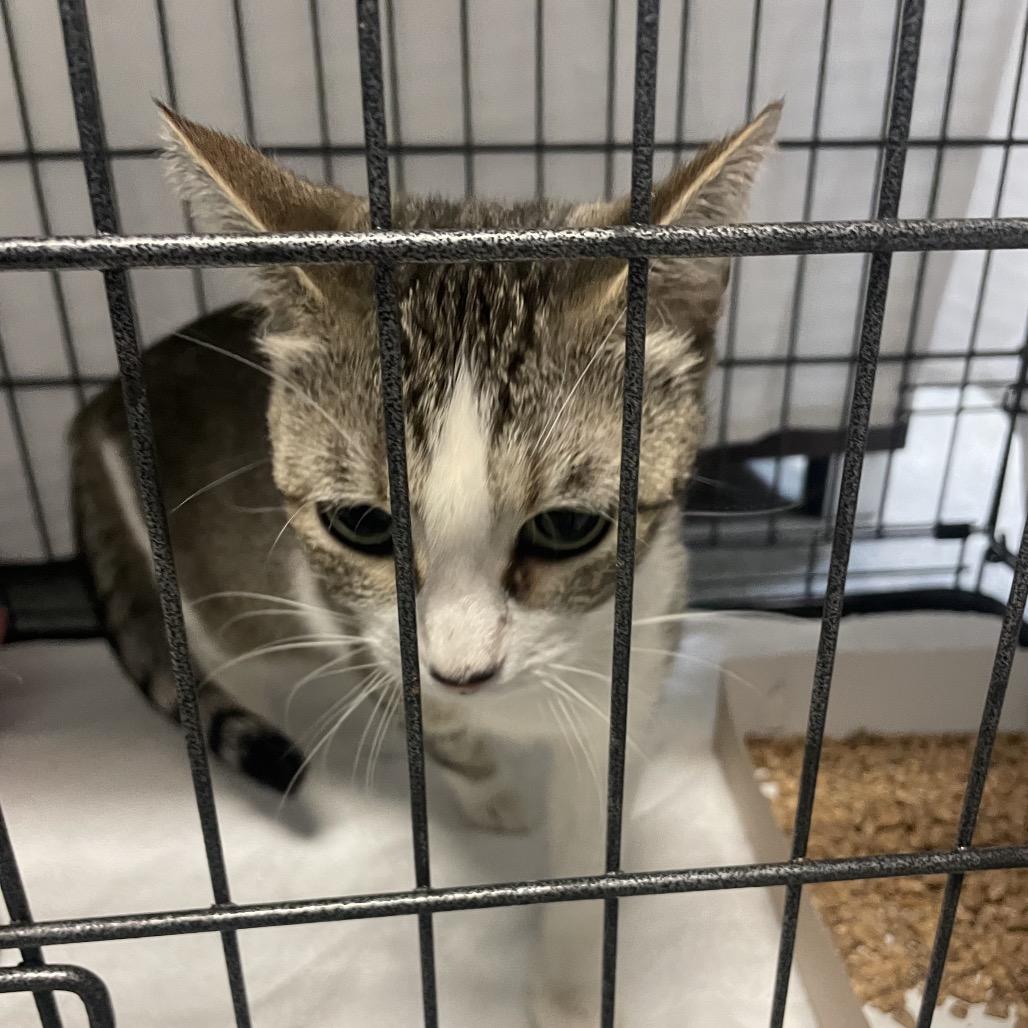 Enlarge Shakitty, a Adoptable Domestic Short Hair in Branson, MO image 1/2