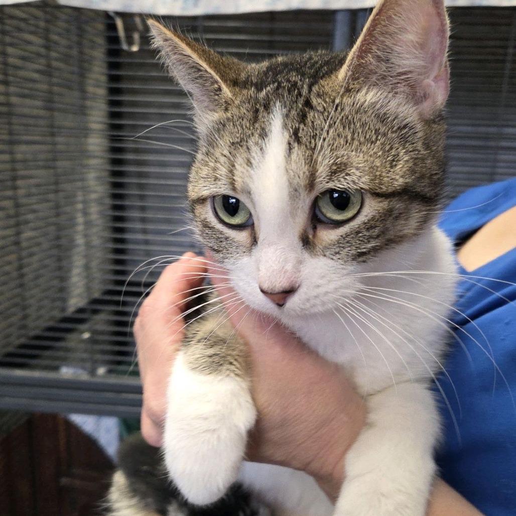 Enlarge Shakitty, a Adoptable Domestic Short Hair in Branson, MO image 2/2