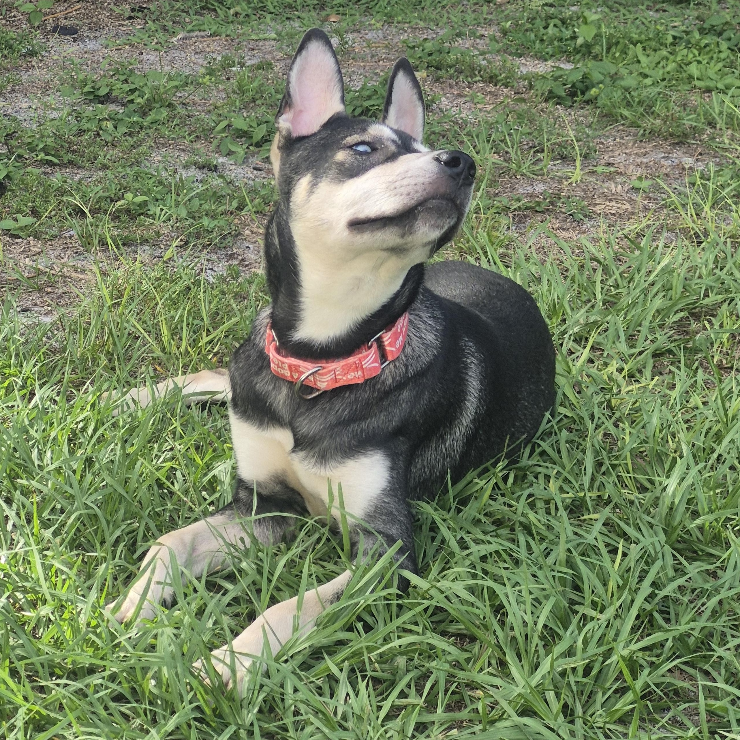 Enlarge Gypsy, a Adoptable mixed breed in Melbourne , FL image 6/6