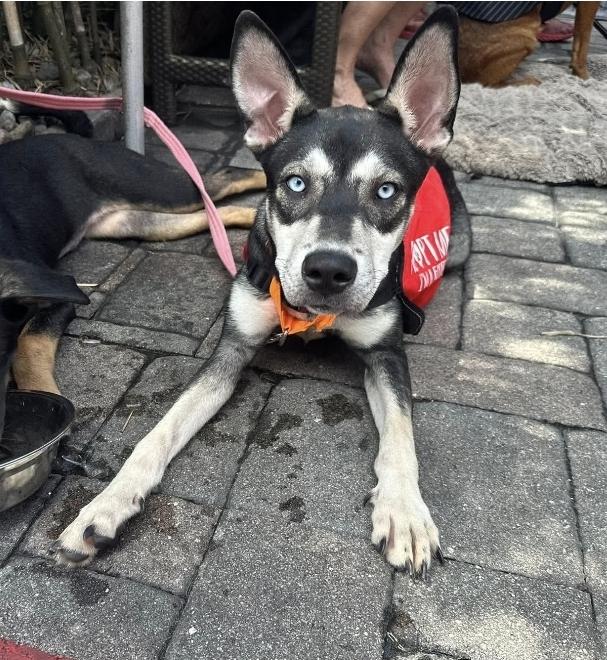 Enlarge Gypsy, a Adoptable mixed breed in Melbourne , FL image 2/6