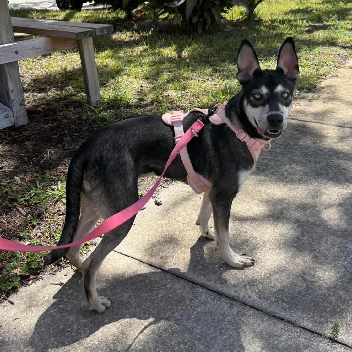 Enlarge Gypsy, a Adoptable mixed breed in Melbourne , FL image 3/6