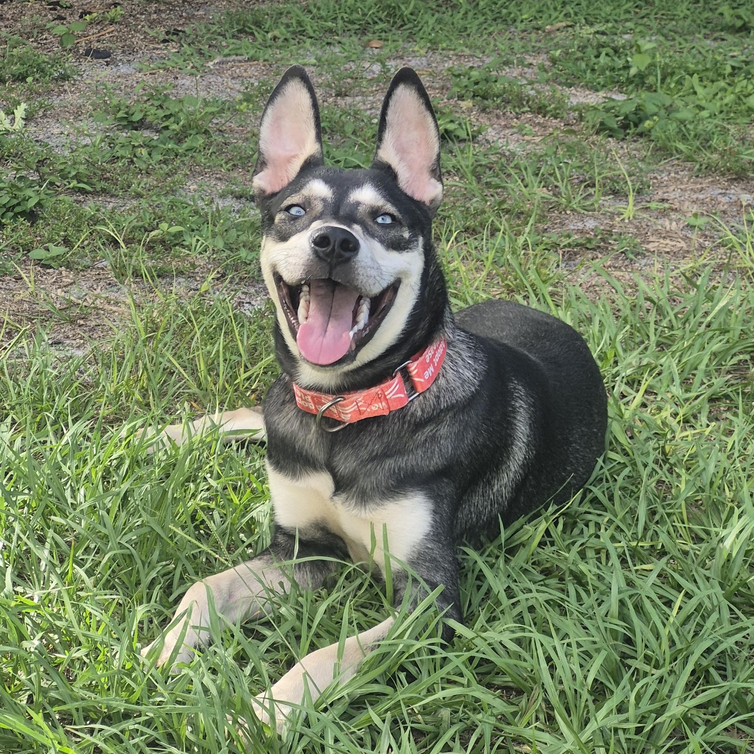 Enlarge Gypsy, a Adoptable mixed breed in Melbourne , FL image 5/6