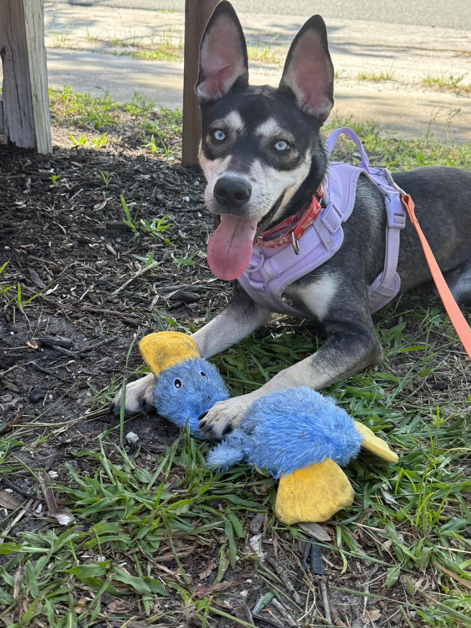Enlarge Gypsy, a Adoptable mixed breed in Melbourne , FL image 1/6