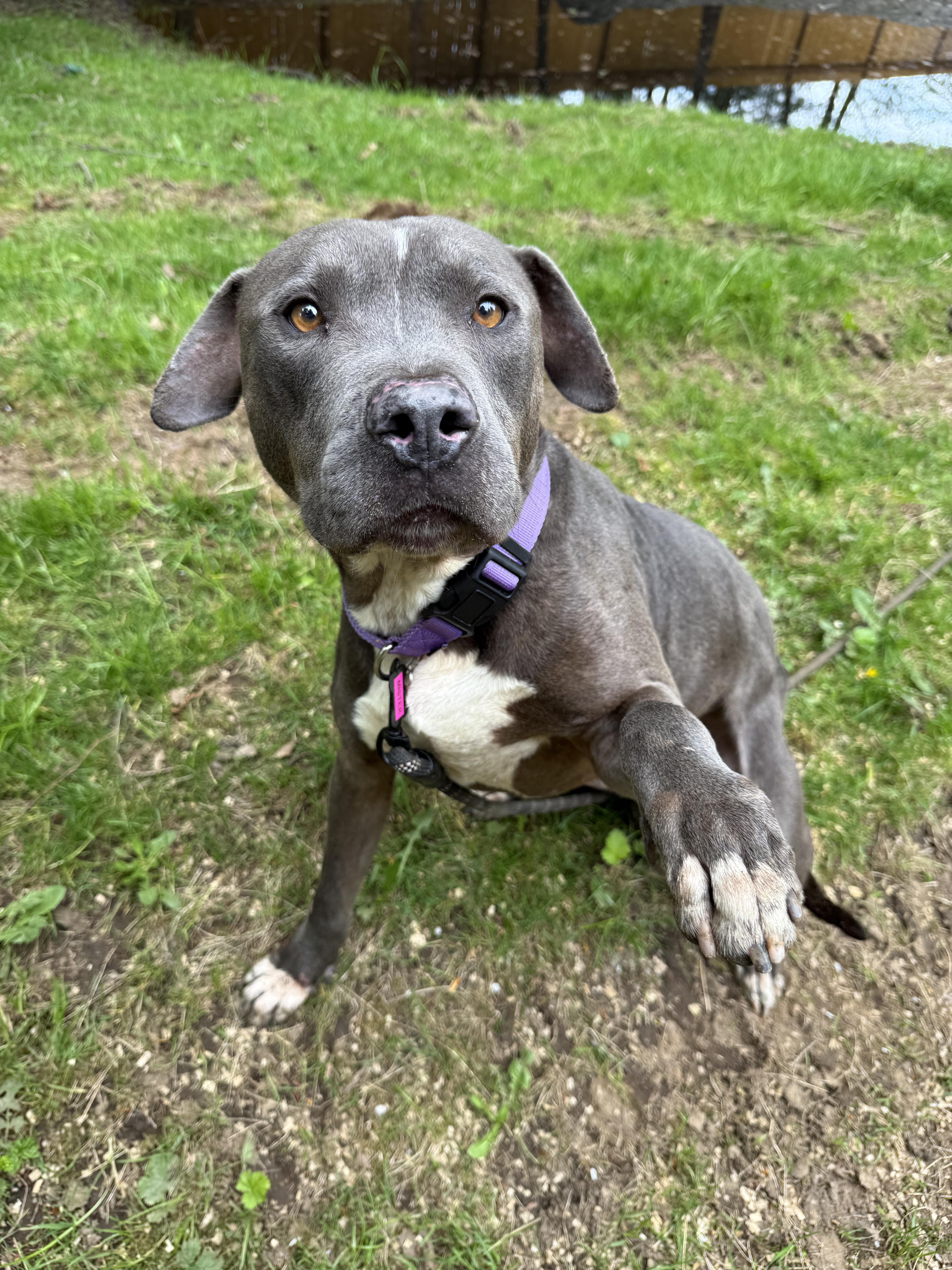 Mister, an adopted Pit Bull Terrier in Ferndale, WA image 3/4