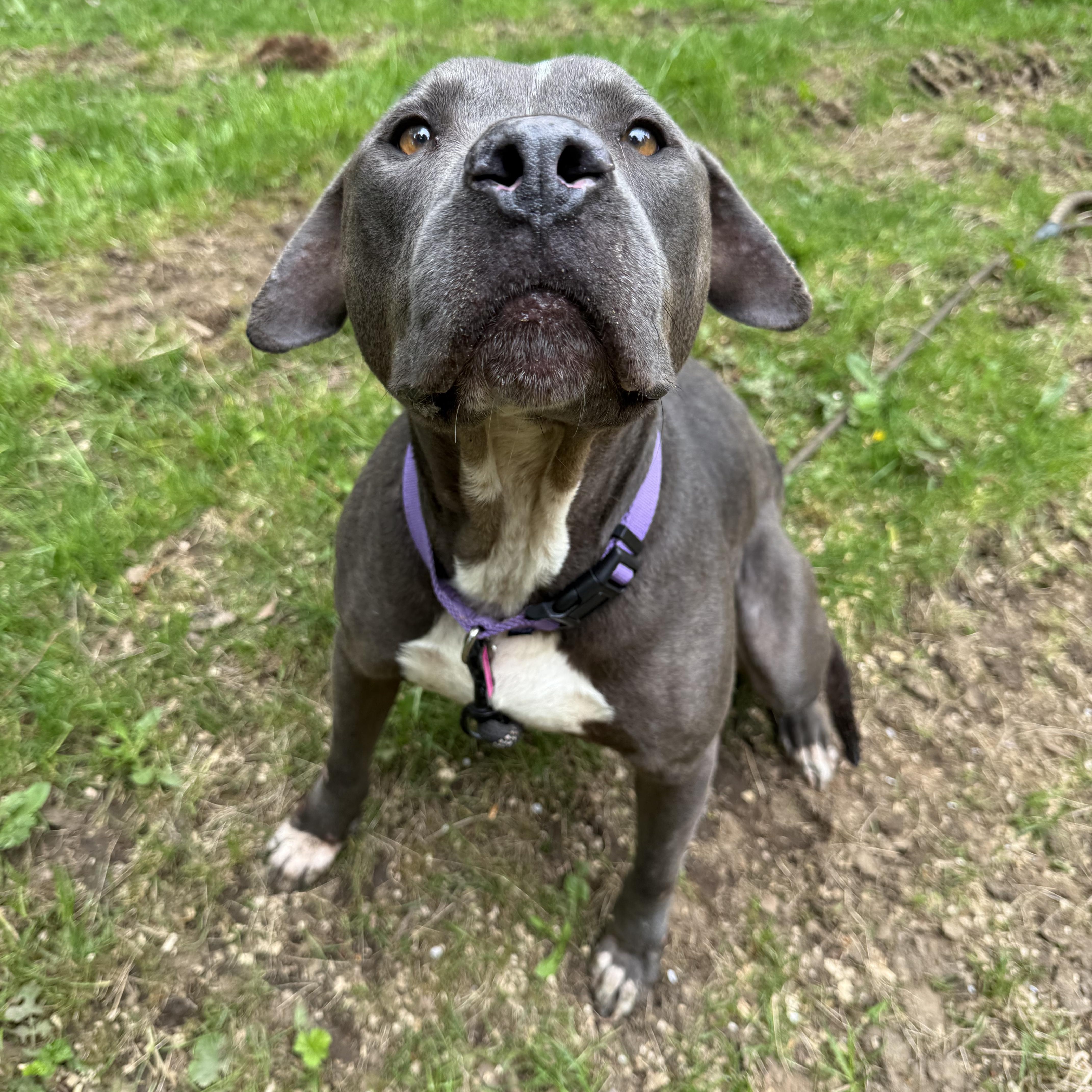Mister, an adopted Pit Bull Terrier in Ferndale, WA image 4/4