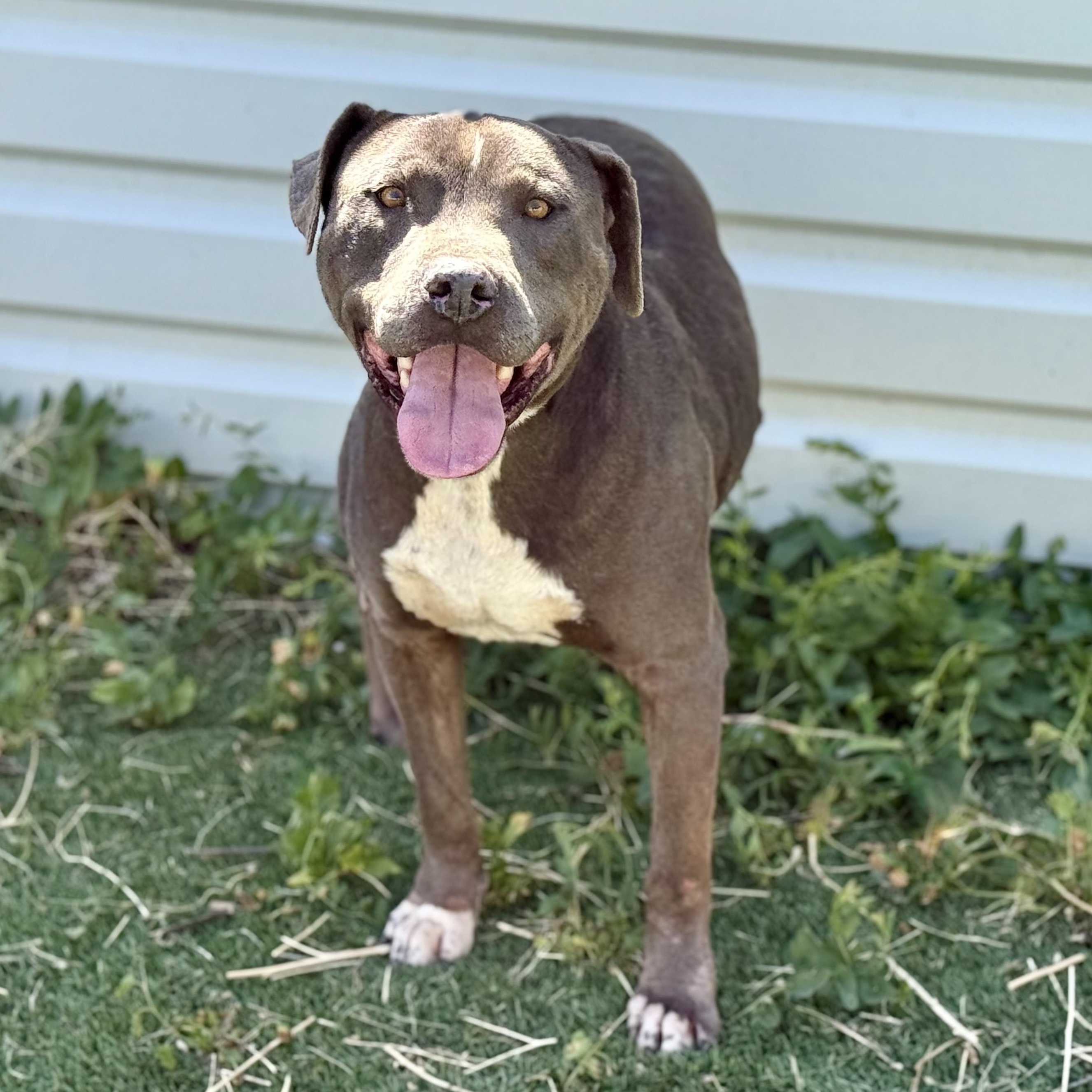 Mister, an adopted Pit Bull Terrier in Ferndale, WA image 1/4