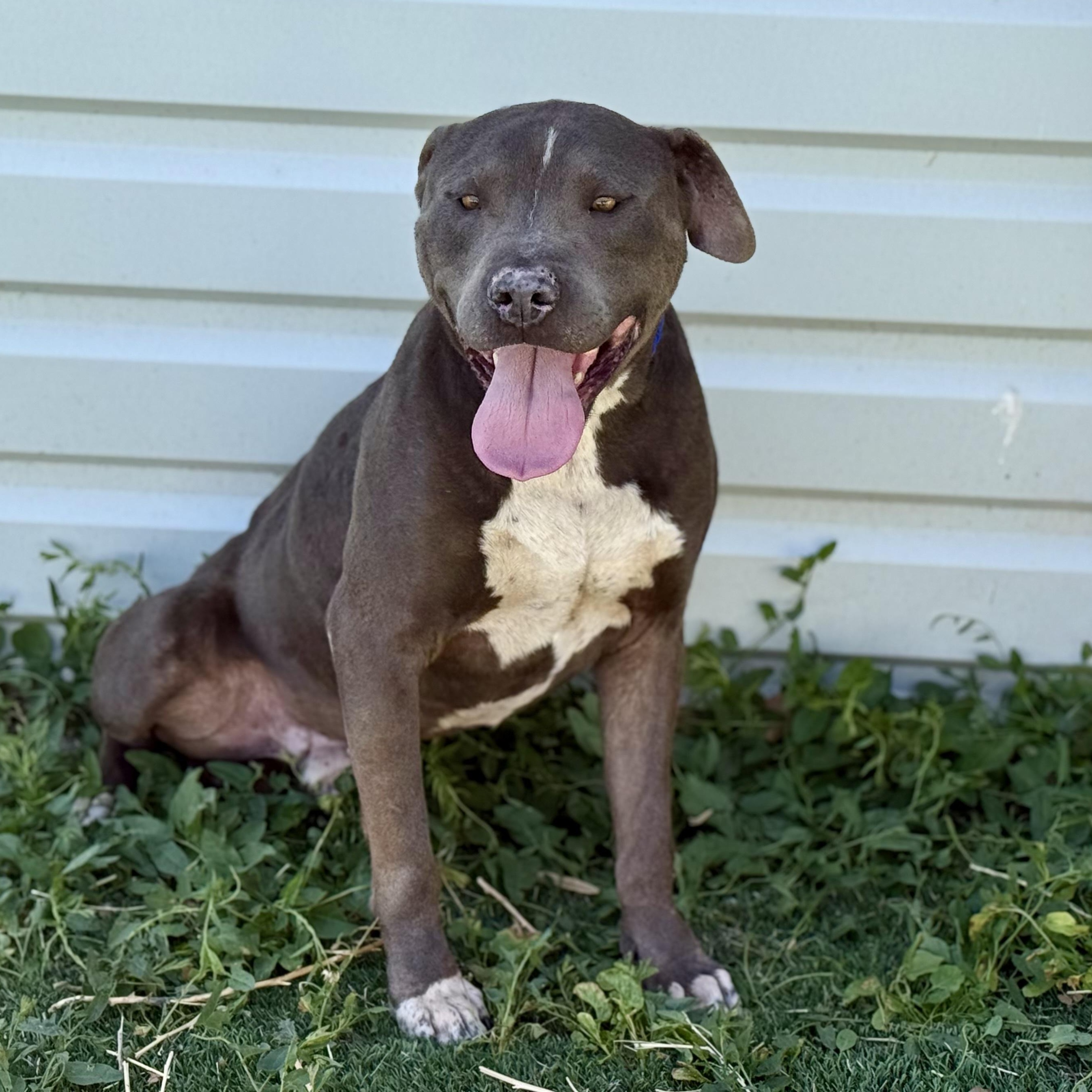 Mister, an adopted Pit Bull Terrier in Ferndale, WA image 2/4