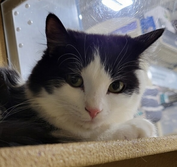 DARCY, a Adoptable Domestic Long Hair in Albany, NY image 3/6