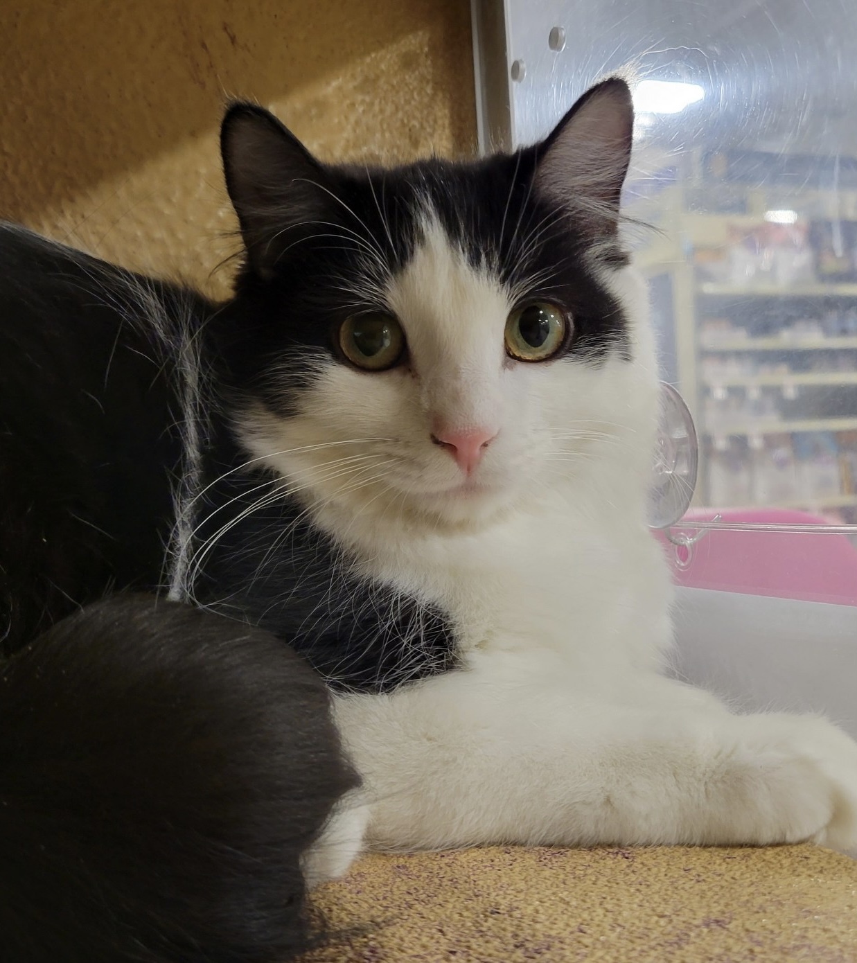 DARCY, a Adoptable Domestic Long Hair in Albany, NY image 4/6