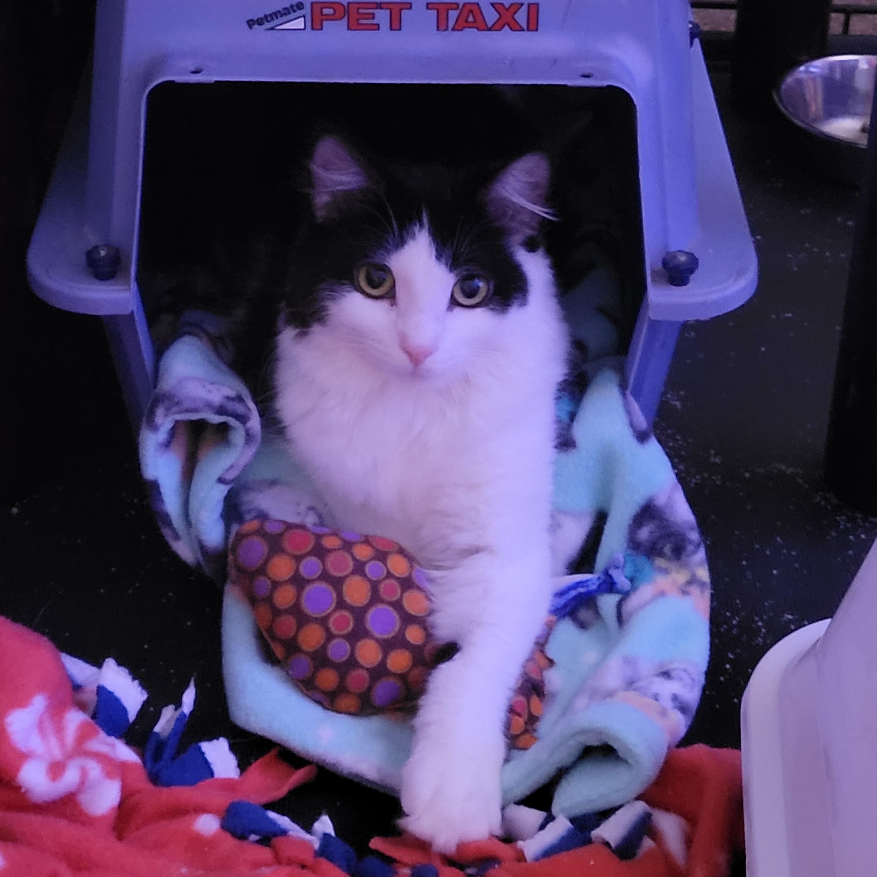 DARCY, a Adoptable Domestic Long Hair in Albany, NY image 1/6