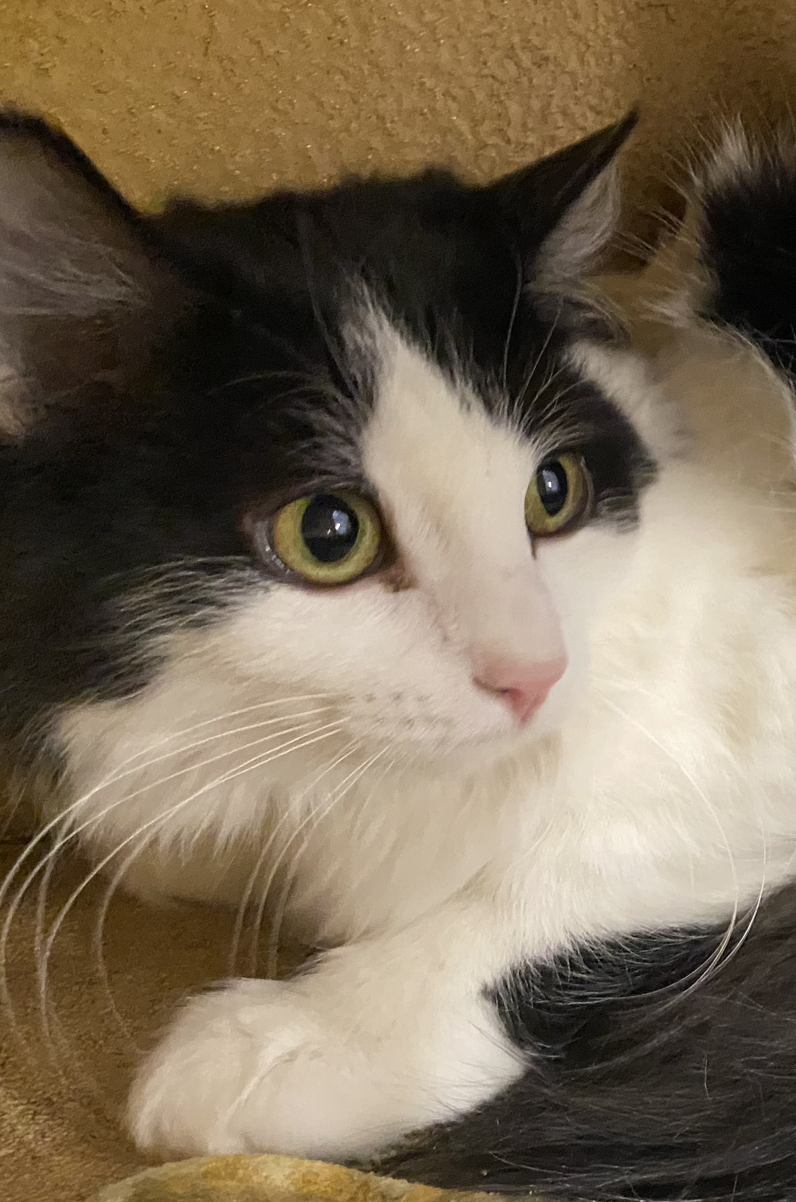 DARCY, a Adoptable Domestic Long Hair in Albany, NY image 5/6