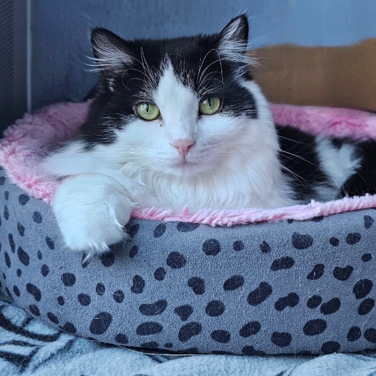 DARCY, a Adoptable Domestic Long Hair in Albany, NY image 2/6