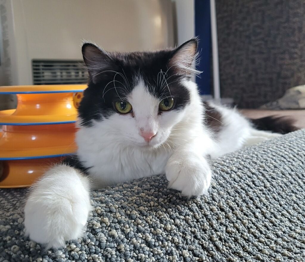 DARCY, a Adoptable Domestic Long Hair in Albany, NY image 6/6