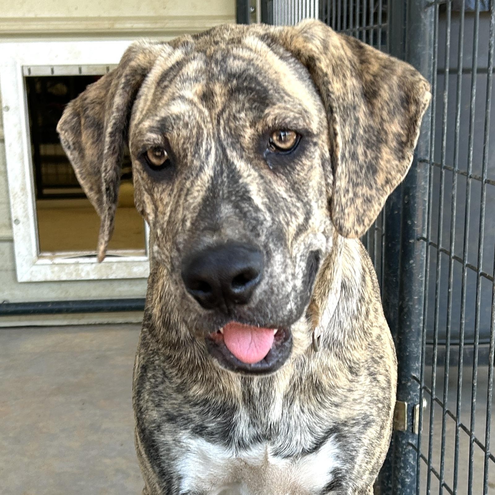 Gustave, an adoptable Boxer, Bloodhound in Marble Falls, TX, 78654 | Photo Image 1